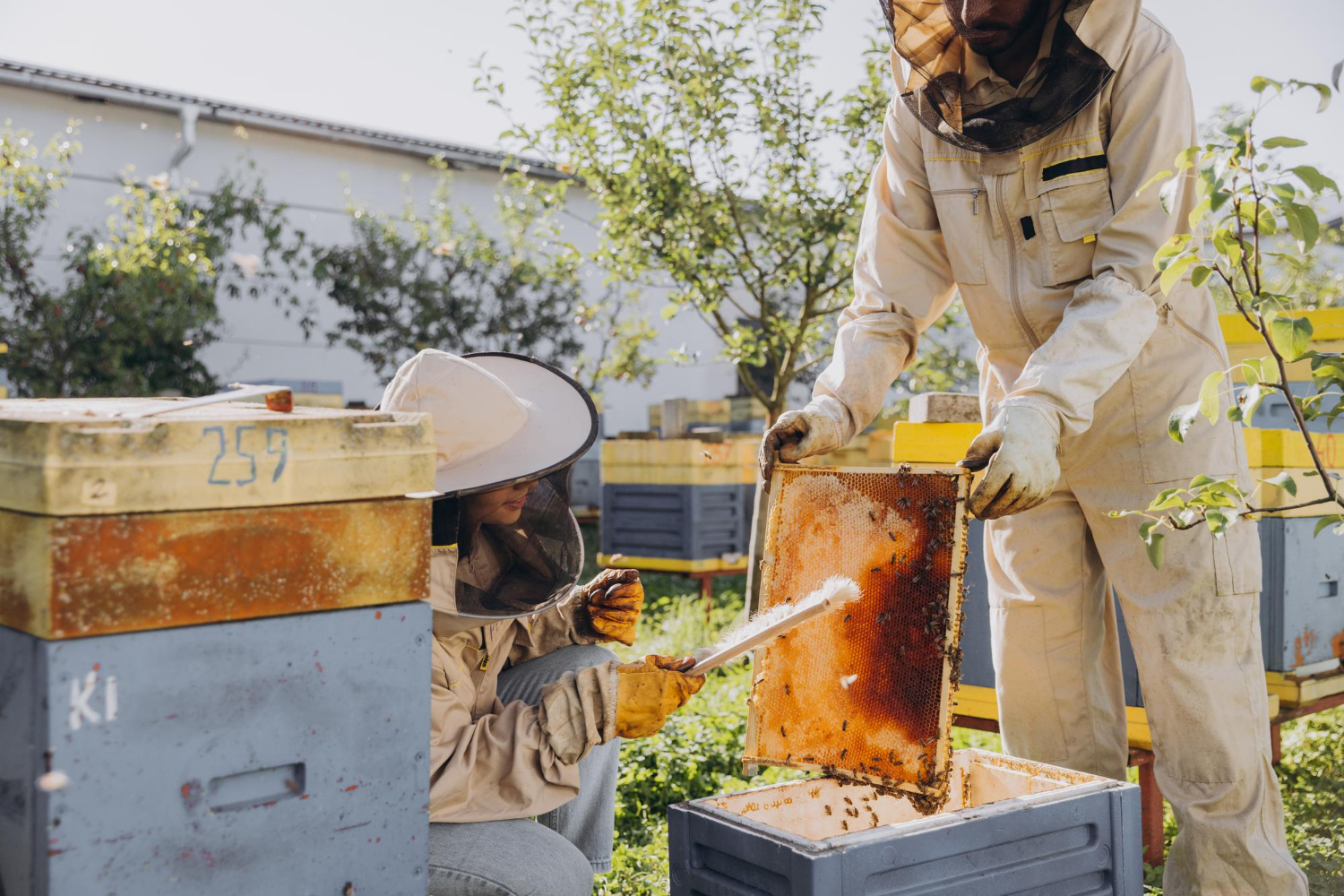 Why Bee Removal Palm Desert Services Are Essential for Homeowners